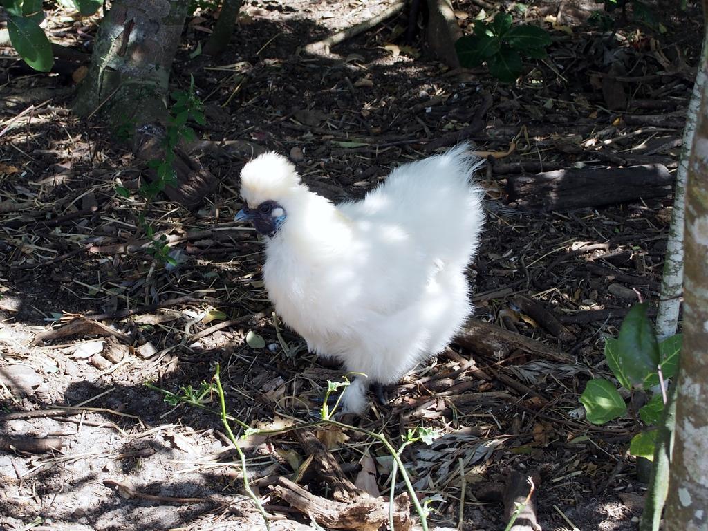 Byron Bay Farm Cottages Exteriör bild