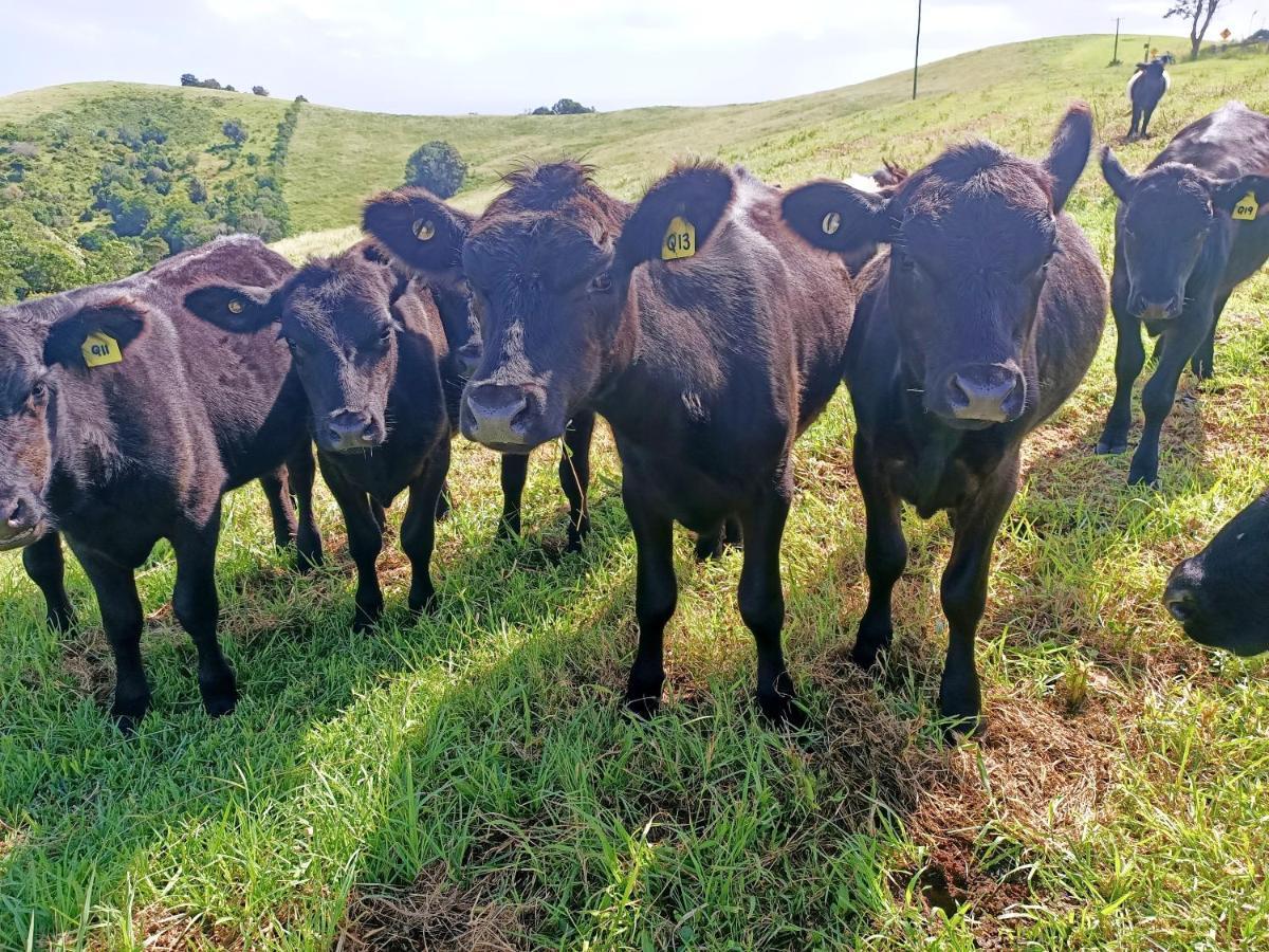 Byron Bay Farm Cottages Exteriör bild